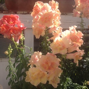 バラの温室　キンギョソウ