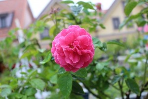 s-IMG_7245