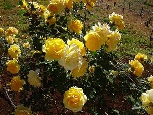 ゴールドバニー