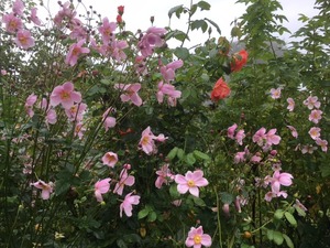 チューリップ畑 ラルクスクリッパー