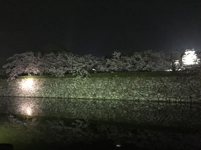 姫路　お花見　2017　姫路城　桜　