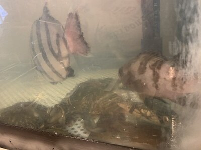 姫路 魚屋 移転オープン 安いネタ 旨いネタ 隠れ家ブログ 立呑み ま