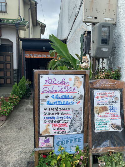 姫路　野里　猫カフェ　サロンドケイ