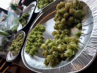 播磨ビール ホップ