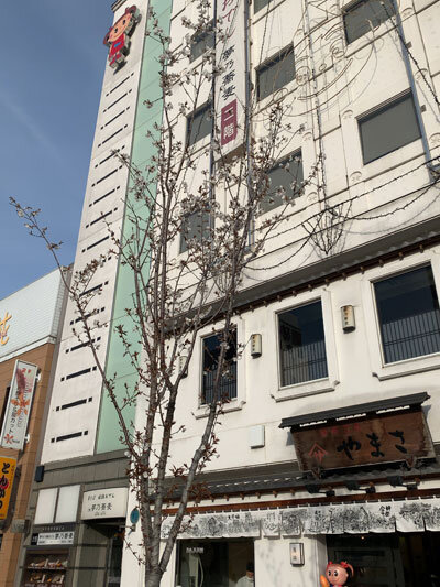 姫路　商店街　桜