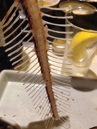 淡路 由良の魚
