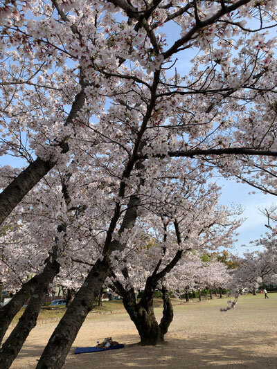 2021　姫路　お花見