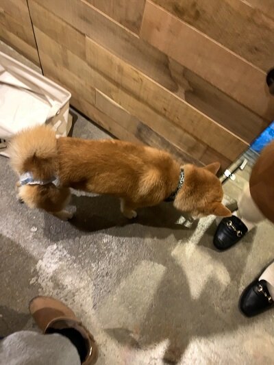 有馬温泉 Fish house cafe 看板犬