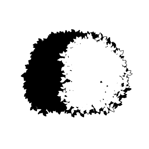 草の塊（葉が丸め）008