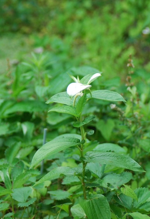 22年6月22日半夏生草