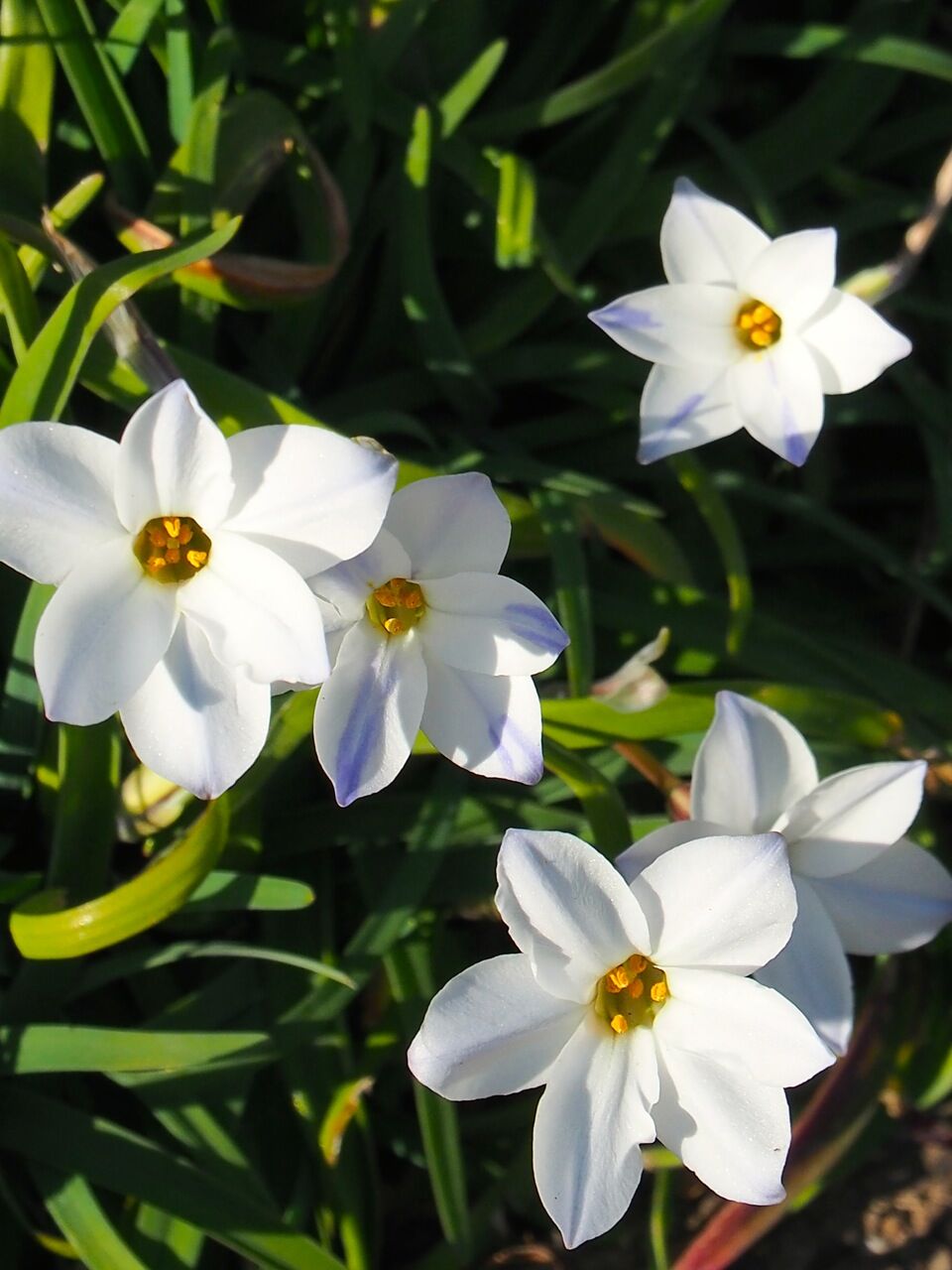 ハナニラ ひびきあふ