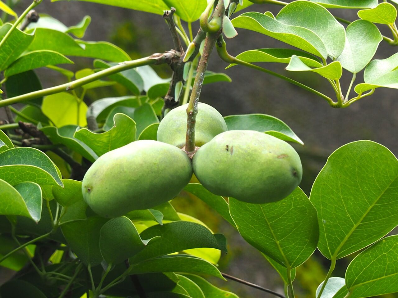 郁子 ひびきあふ