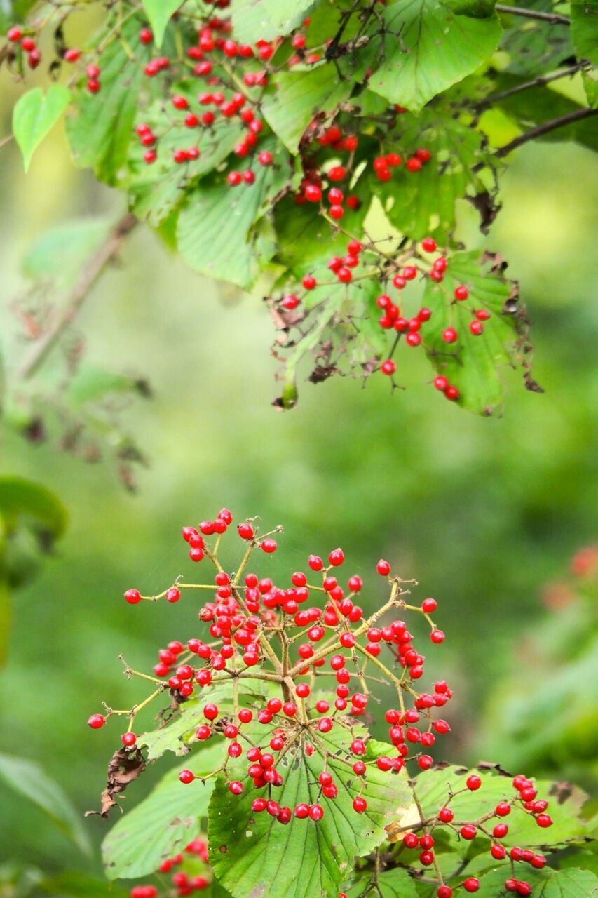ガマズミの実 ひびきあふ
