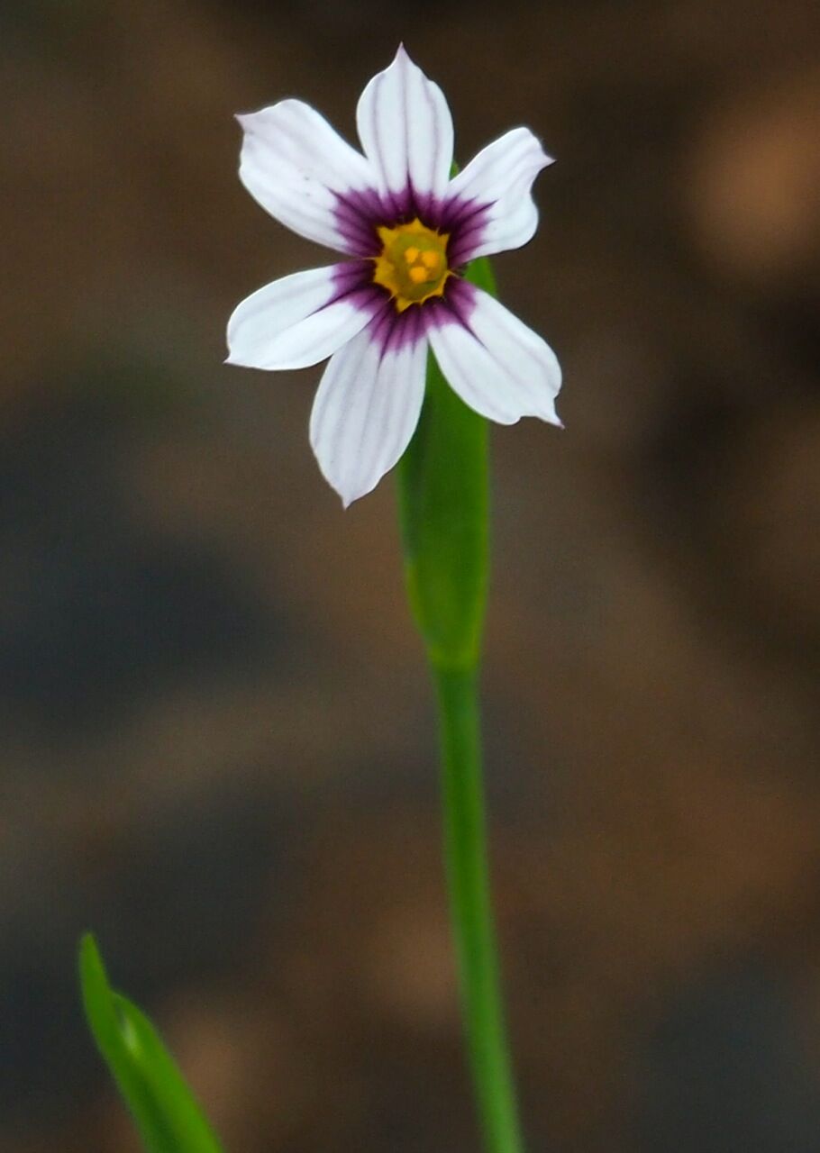 庭石菖 ひびきあふ 庭石菖 ひびきあふ