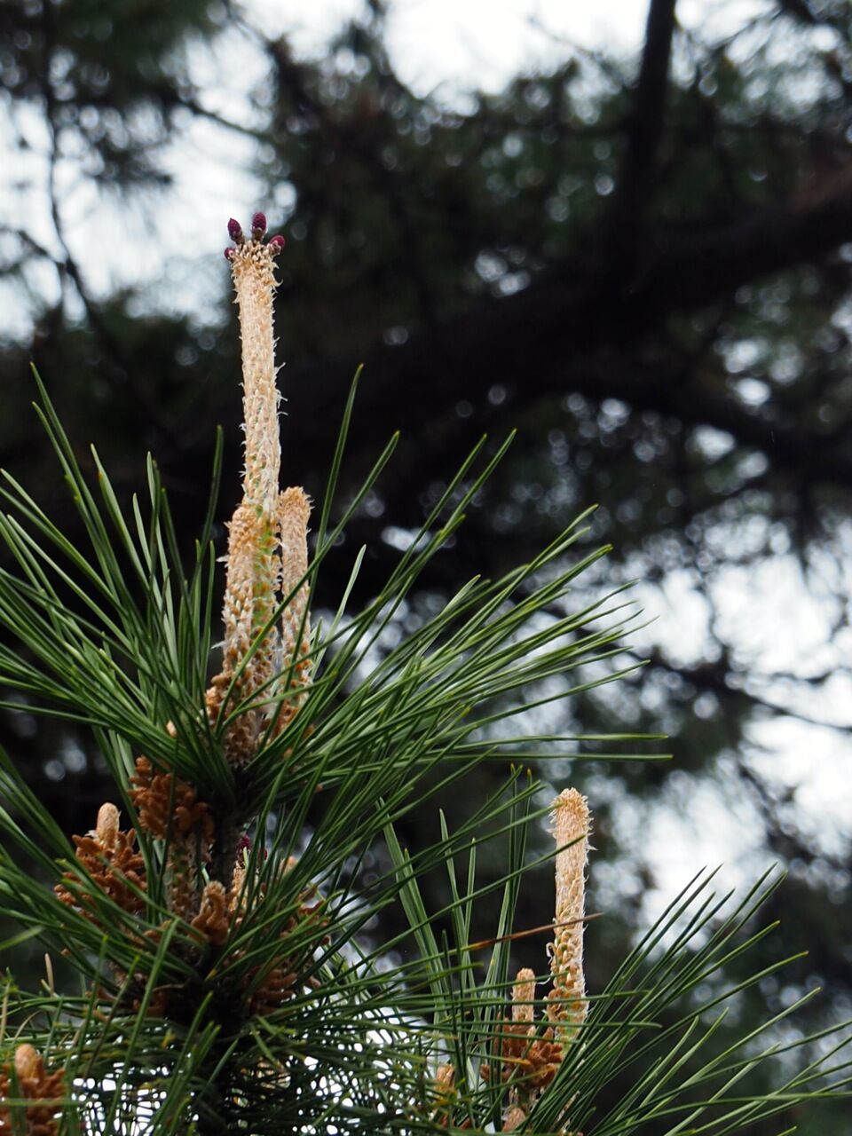 松の花 ひびきあふ