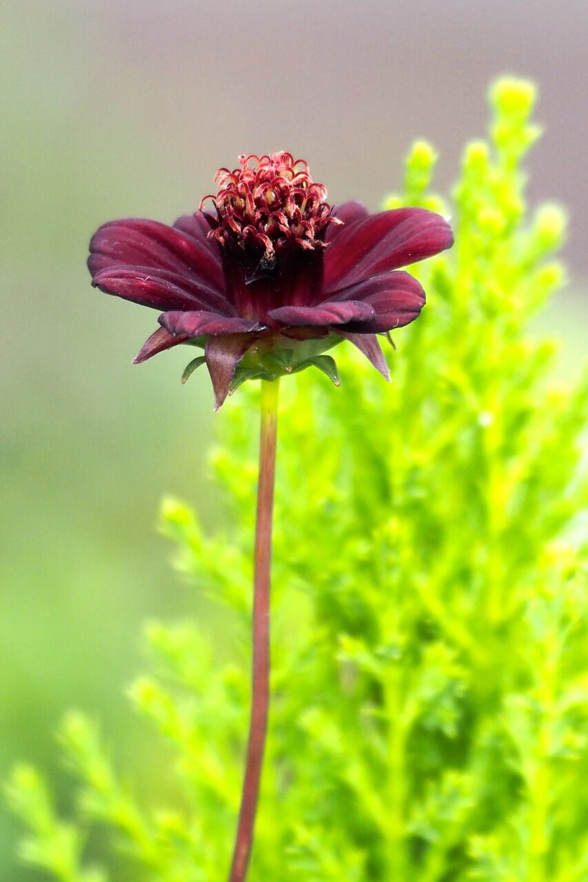 チョコレート コスモス ひびきあふ