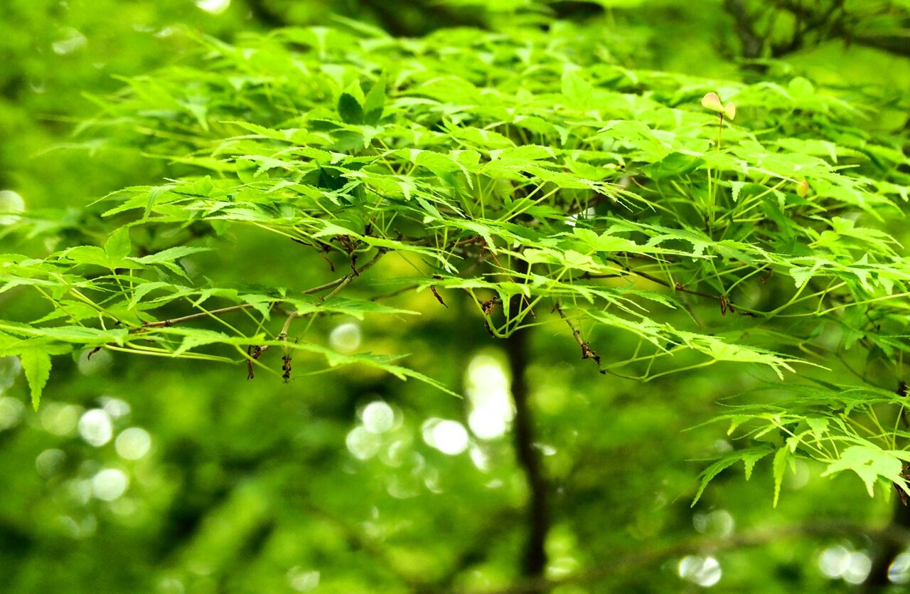 青もみじ ひびきあふ