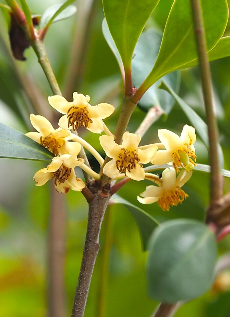 木斛の花 ひびきあふ 木斛の花 ひびきあふ