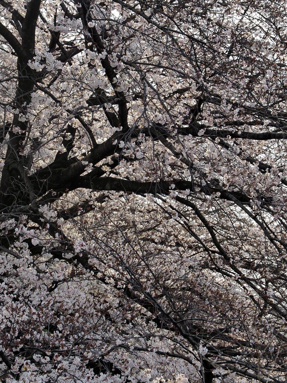 花万朶 ひびきあふ 花万朶 ひびきあふ
