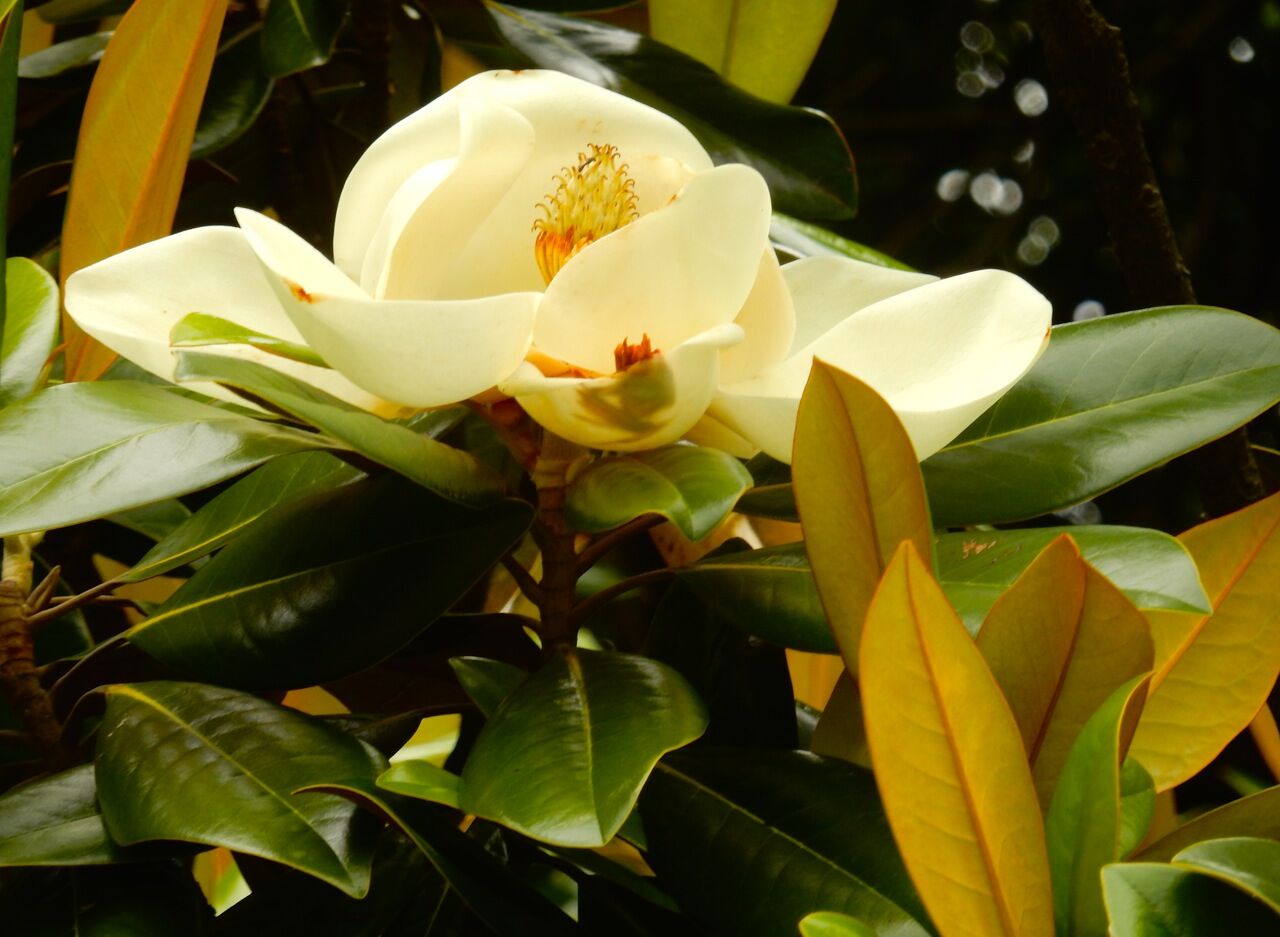 泰山木の花 ひびきあふ 泰山木の花 ひびきあふ