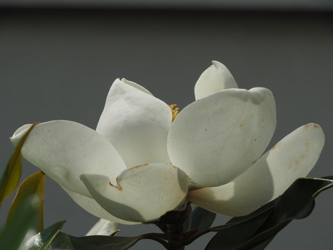 21年0603泰山木の花