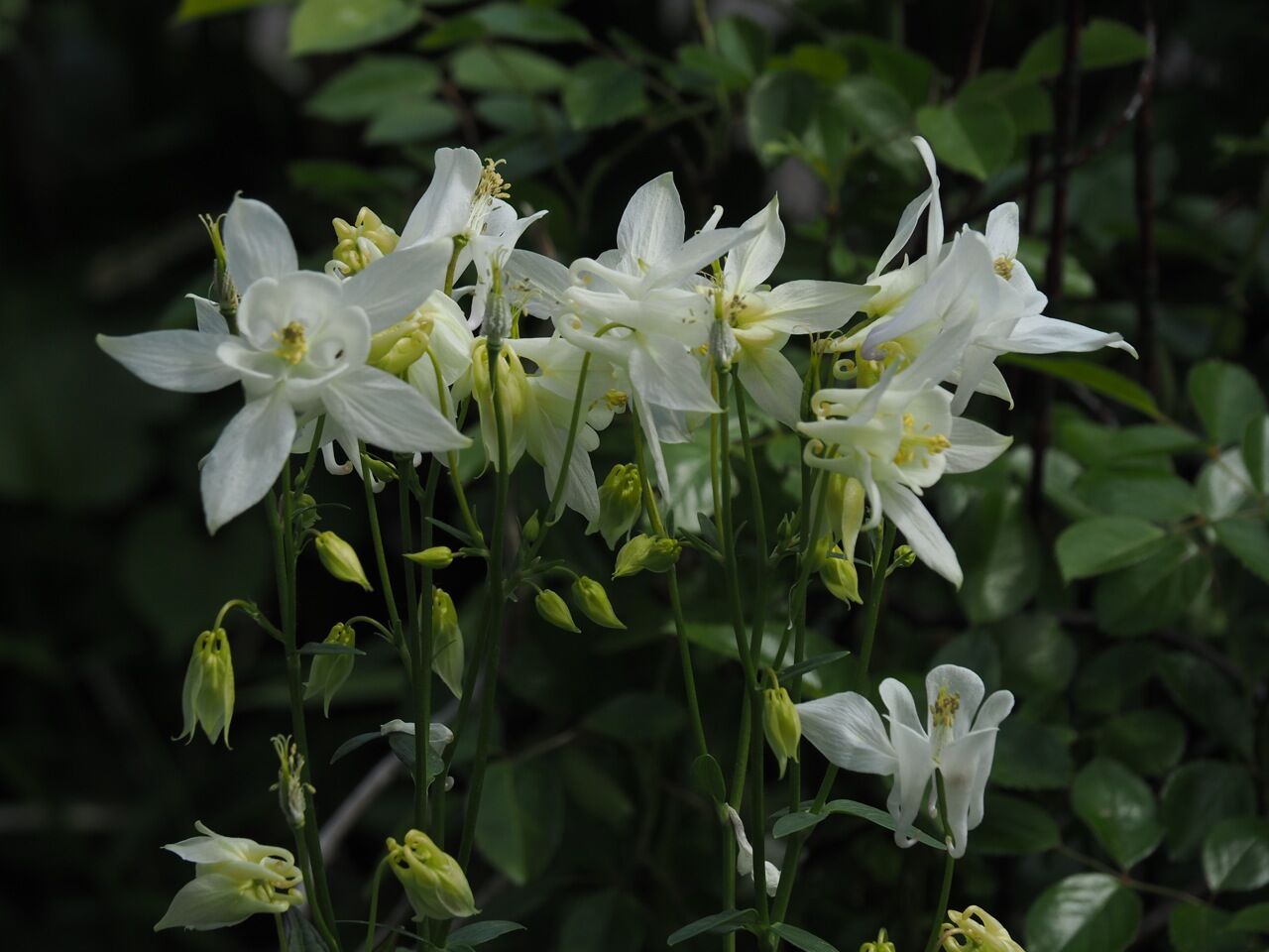 苧環 ひびきあふ