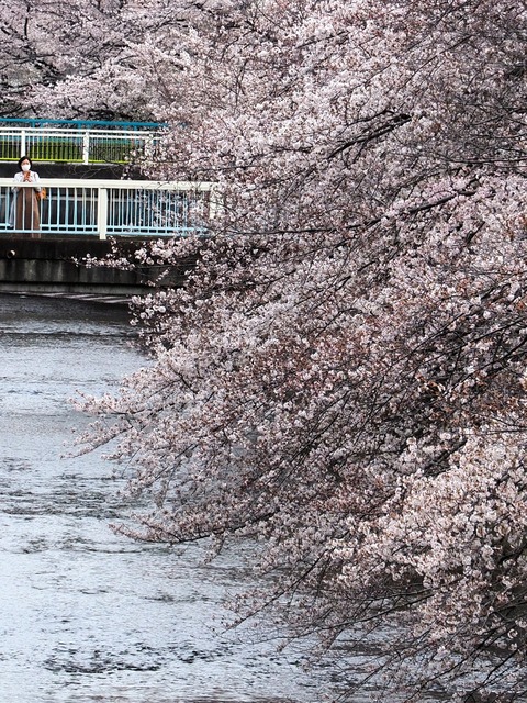 0328石神井川の桜２