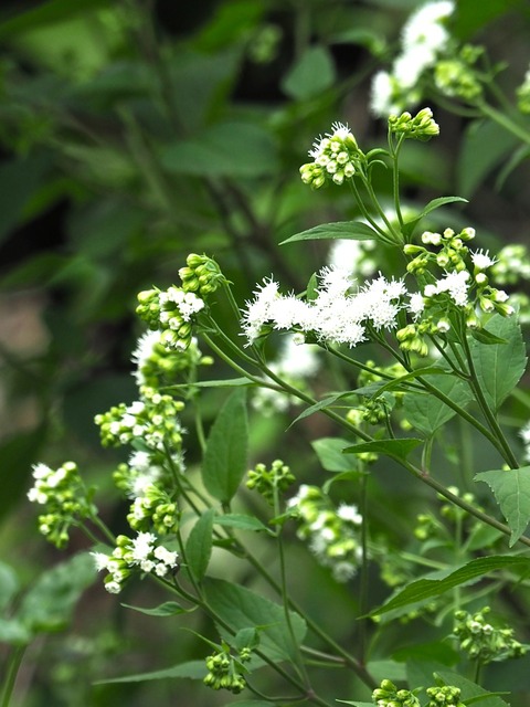 21年0923男郎花