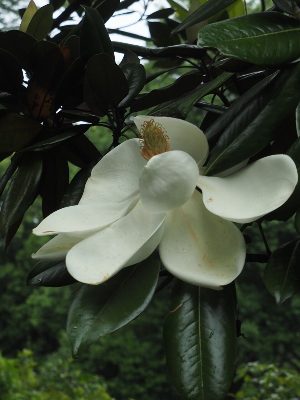 泰山木その２ ひびきあふ