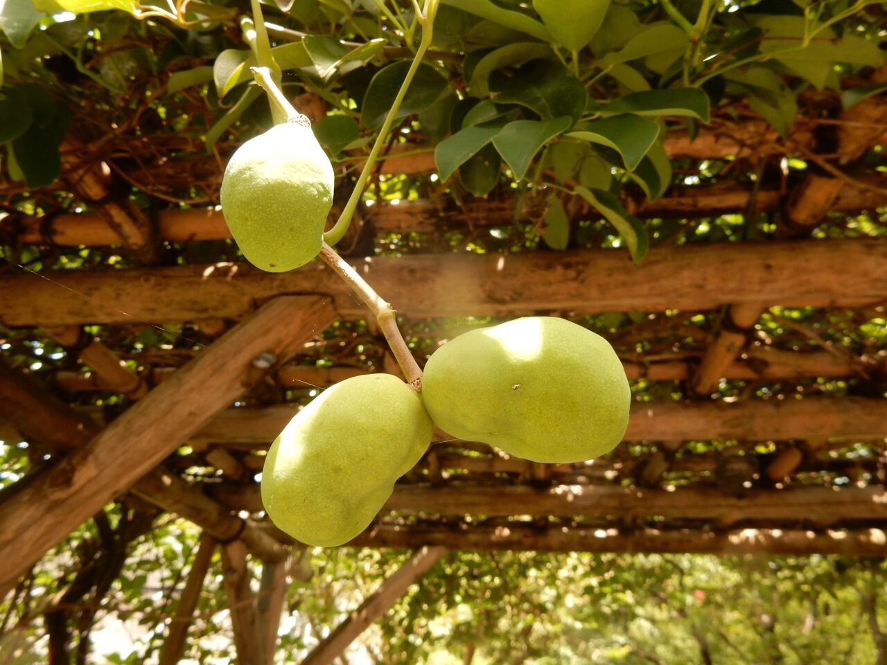 郁子の実 ひびきあふ