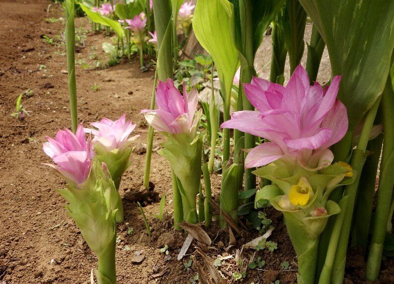 クルクマ 鬱金の花 ひびきあふ