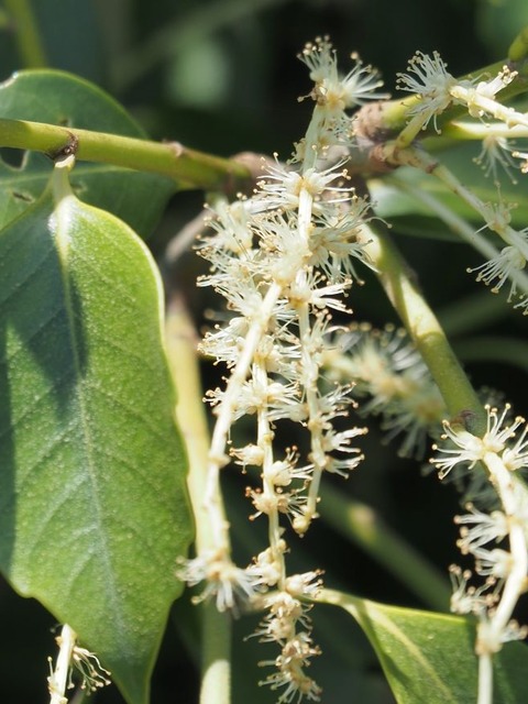 クスノキの花 : ひびきあふ