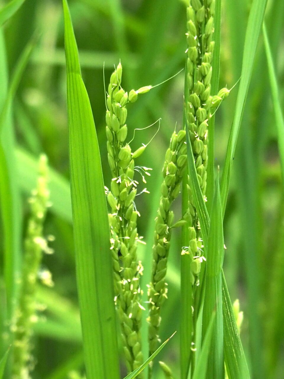 稲の花 : ひびきあふ