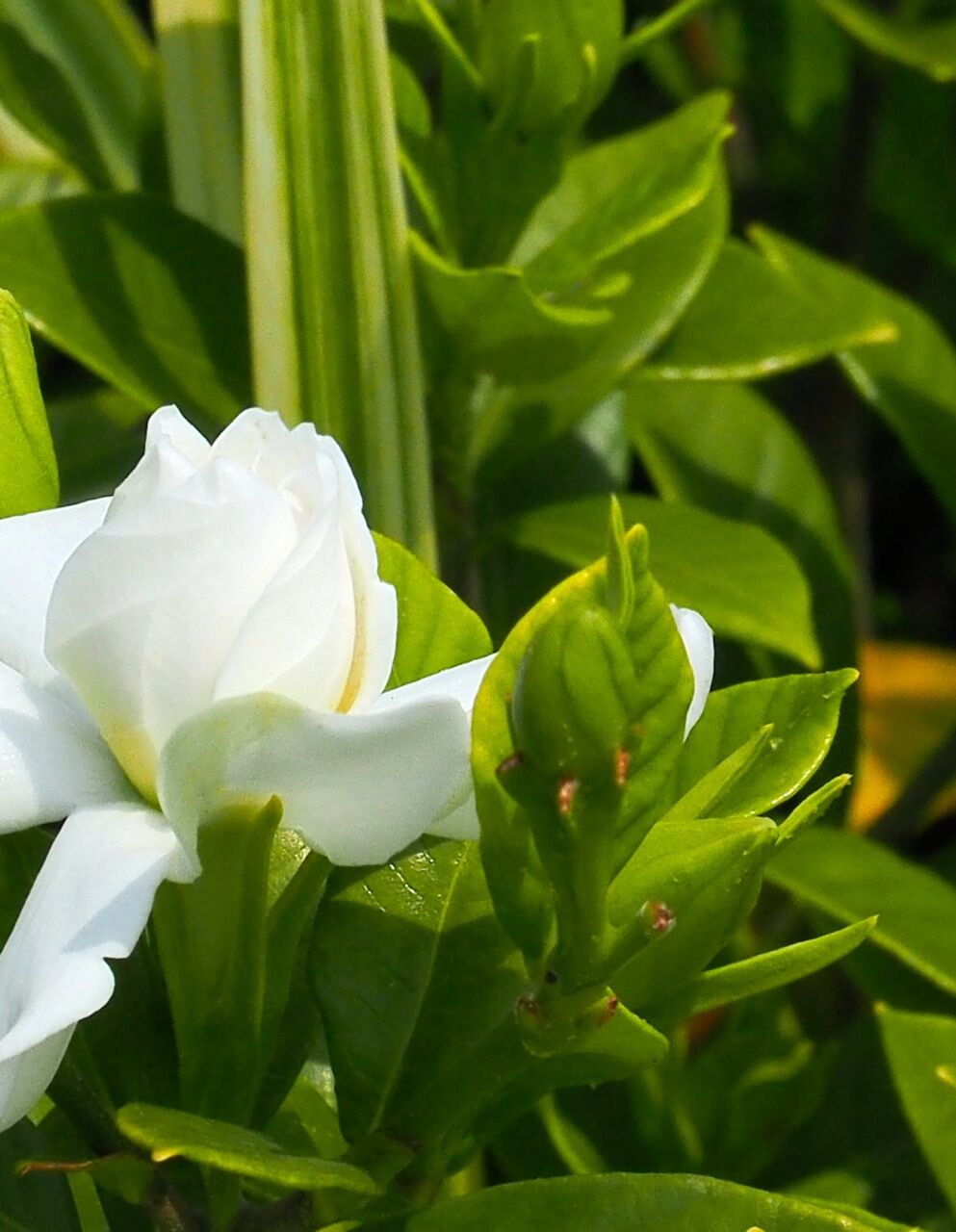 梔子の花 ひびきあふ 梔子の花 ひびきあふ