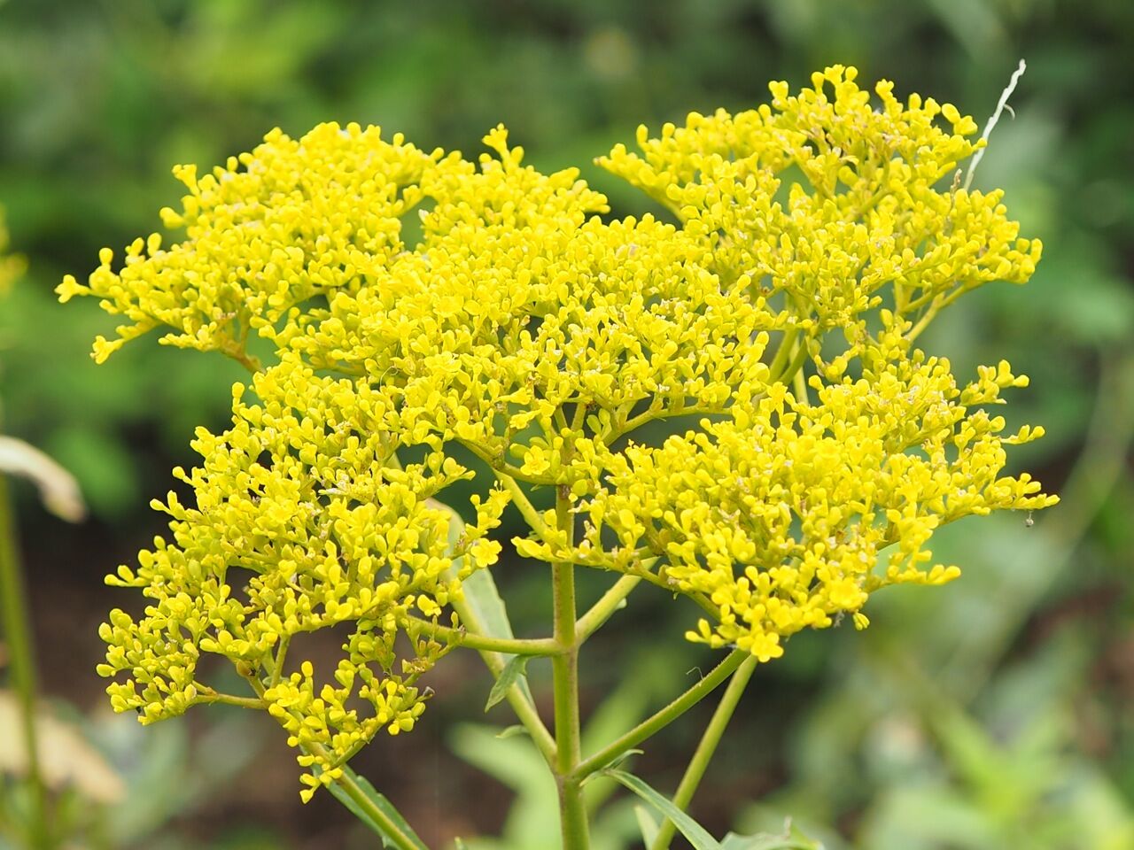 女郎花 ひびきあふ