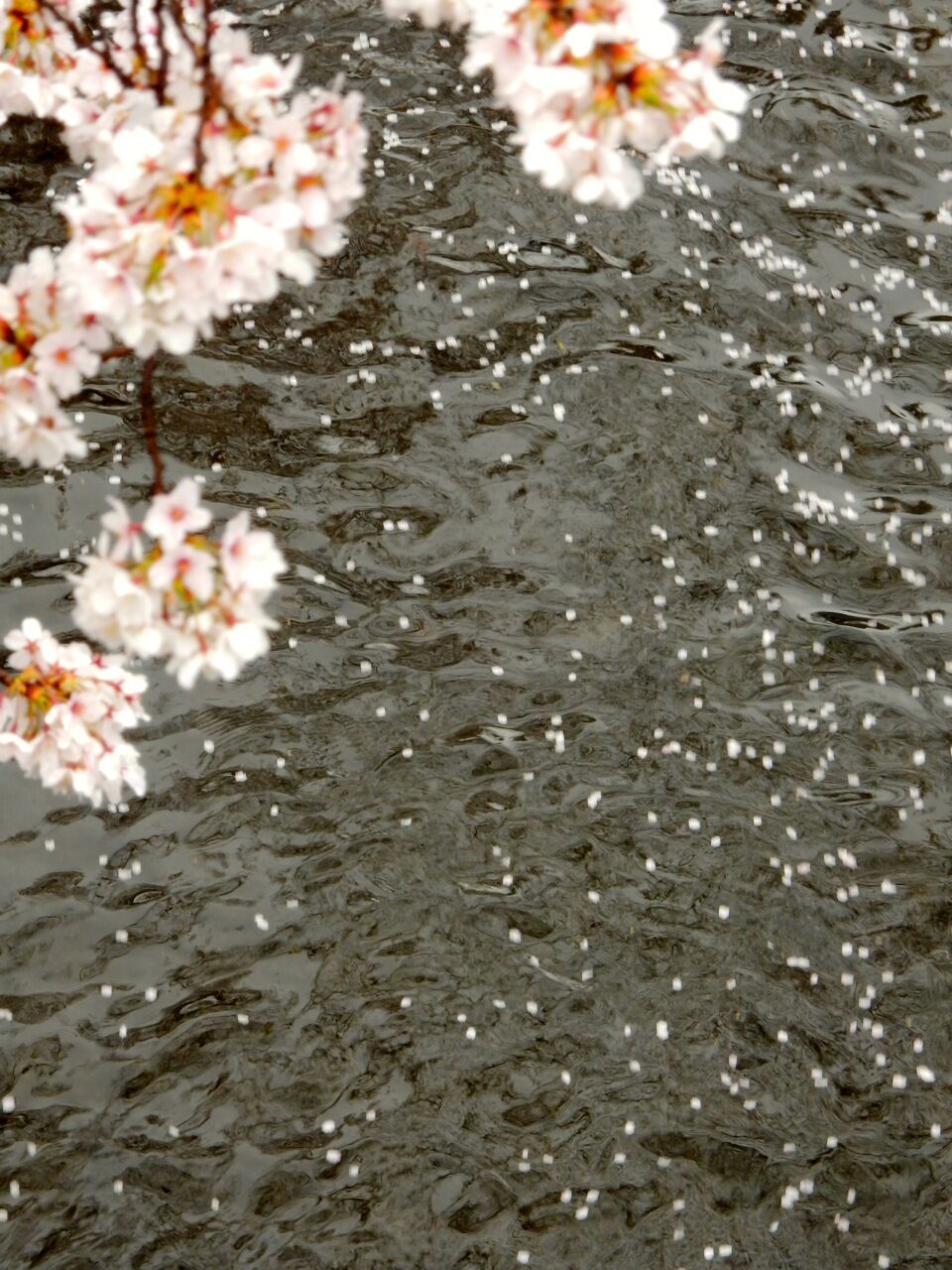 花筏 ひびきあふ 花筏 ひびきあふ