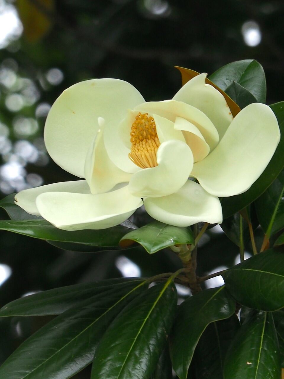 泰山木の花 ひびきあふ 泰山木の花 ひびきあふ