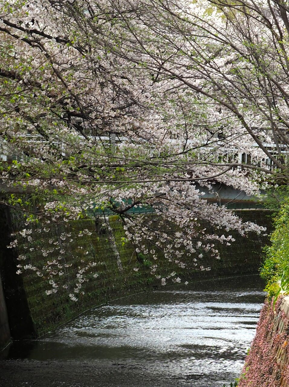 21年03月30日 ひびきあふ 21年03月30日 ひびきあふ