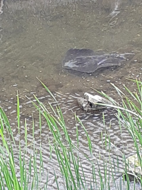田越川を泳ぐエイ_1