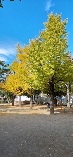 20251112_銀杏黄葉