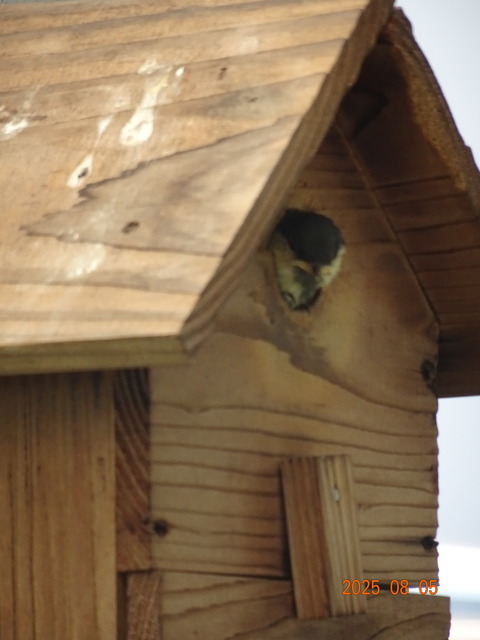 四十雀の巣立ち直前