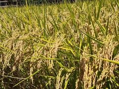 稲田