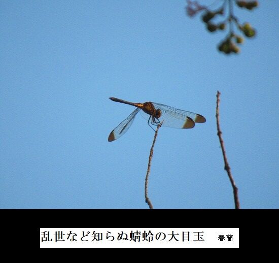 乱世など知らぬ蜻蛉の大目玉