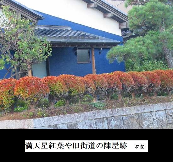 5-IMG_0048.jpg満天星ツツジ