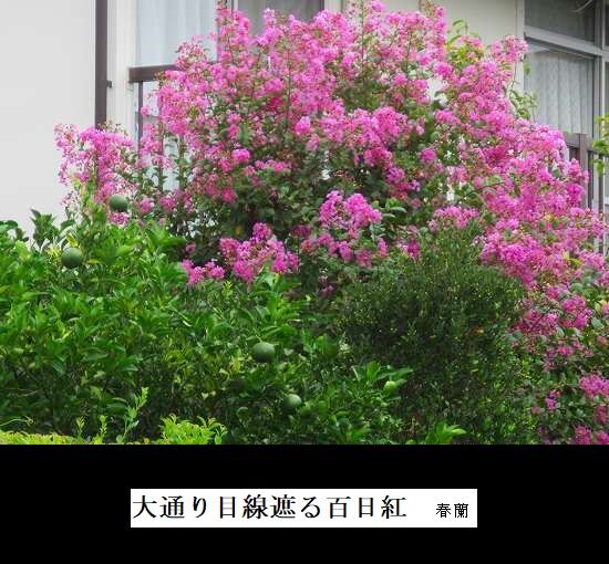 5-IMG_9855.jpg百日紅
