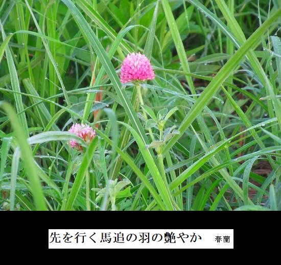 5-IMG_9812.jpg馬追