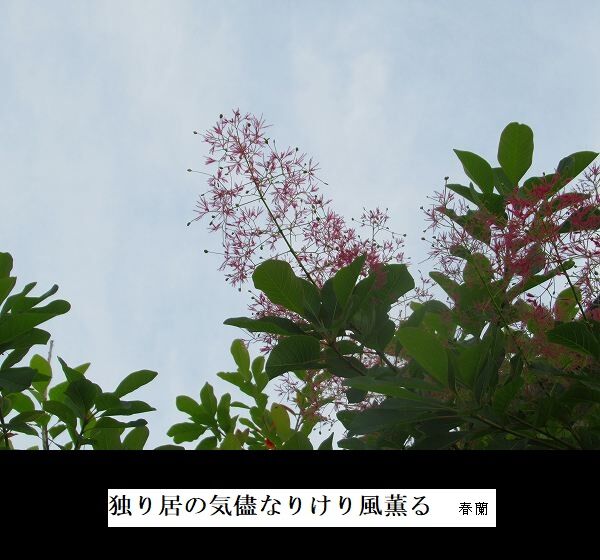 独り居の気儘なりけり風薫る