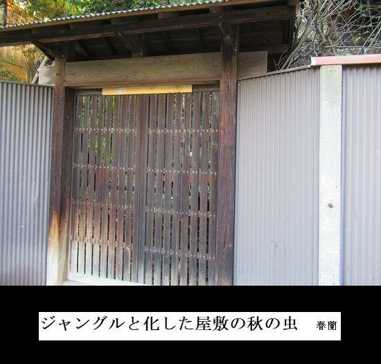 ジャングルと化した屋敷の秋の虫