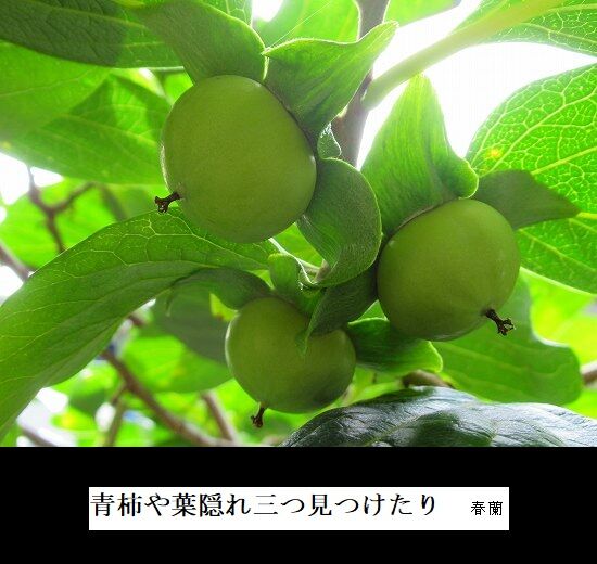 5-IMG_1111.jpg青柿