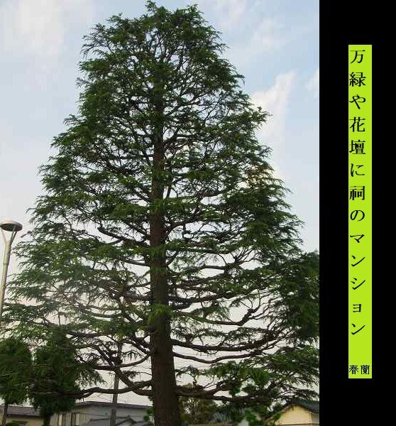 万緑や花壇に祠のマンション